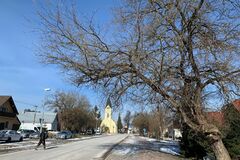 Historické moruše v Bánovej nevyrúbu