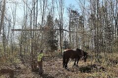 Kone v žilinskom lesoparku? Pomáhajú zvážať škodcami napadnuté stromy